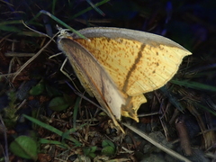 Thinopteryx crocoptera
