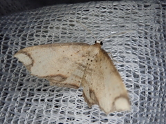 Eschatarchia lineata