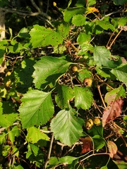 Crataegus acutifolia