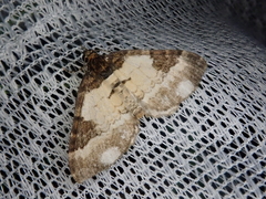 Melanthia procellata