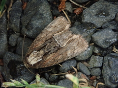 Dipterygina cupreotincta