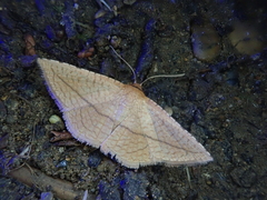 Striglina cancellata