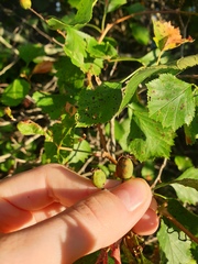 Crataegus acutifolia