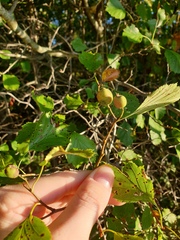Crataegus acutifolia