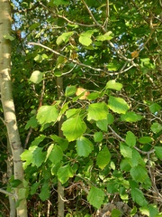 Crataegus acutifolia