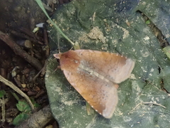 Diarsia ruficauda