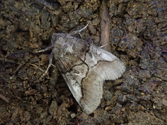 Protomiselia bilinea