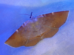 Mecodina nubiferalis