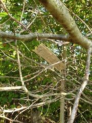 Crataegus acutifolia