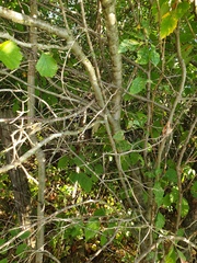 Crataegus acutifolia