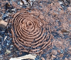 Pheidole sykesii