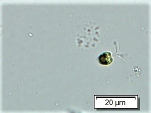 Representative image of Pyramimonadales