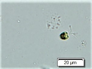 Halosphaeraceae