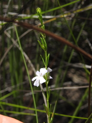 Westringia tenuicaulis