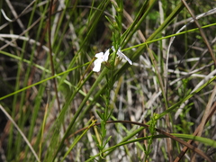 Westringia tenuicaulis