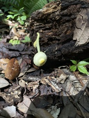 Leucocoprinus birnbaumii image