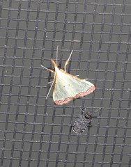 Autocharis hedyphaes