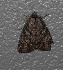 Crioa acronyctoides