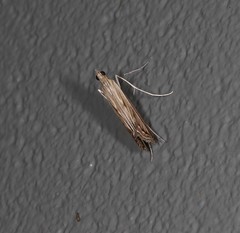 Euclasta gigantalis