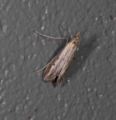 Euclasta maceratalis
