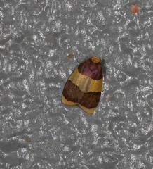 Heterallactis phlogozona