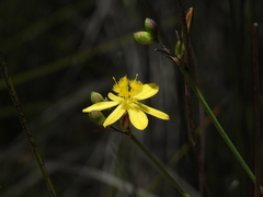 Tricoryne muricata