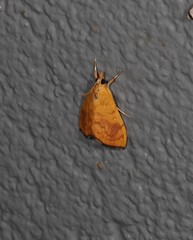 Hyalobathra brevialis