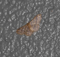 Idaea simplex