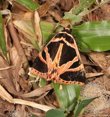 Xenogenes gloriosa