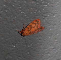 Miltochrista quadrilineata