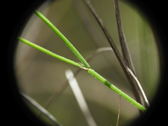 Tricoryne muricata
