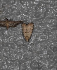 Narangodes