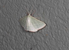 Oenochroma infantilis
