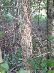 Crataegus coccinioides
