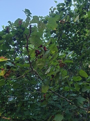 Crataegus coccinioides