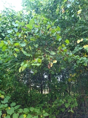 Crataegus coccinioides