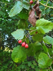 Crataegus coccinioides