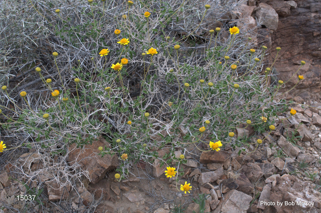Virgin River Brittlebush from Inyo County, CA, USA on March 11, 2015 at