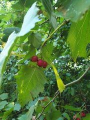 Crataegus coccinioides