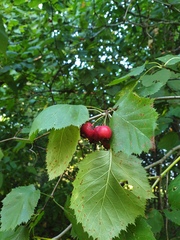 Crataegus coccinioides