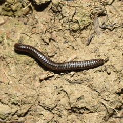 Anaulaciulus tonginus