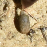 Anaulaciulus tonginus