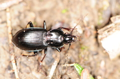 Pterostichus mutus