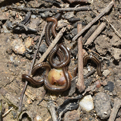Anaulaciulus tonginus