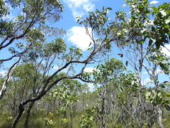 Eucalyptus latisinensis