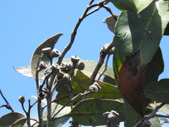 Eucalyptus latisinensis