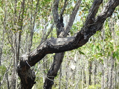 Eucalyptus latisinensis