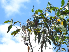 Eucalyptus latisinensis