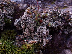 Trapeliopsis granulosa