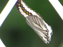 Lepidoptera